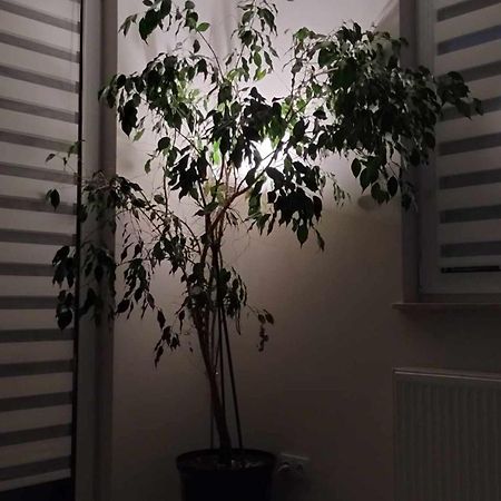 Apartament Zielone Zamienie Exteriér fotografie