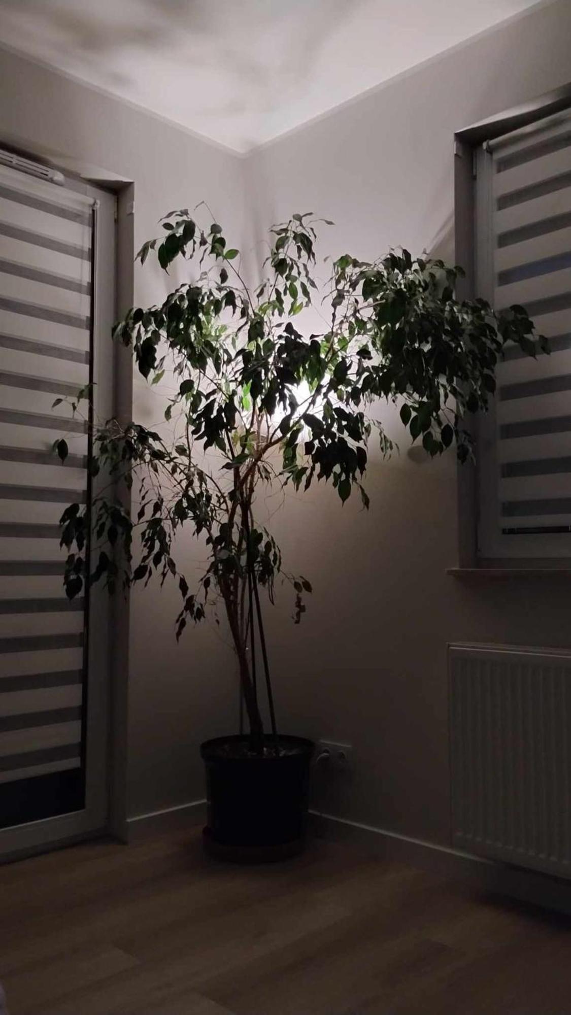 Apartament Zielone Zamienie Exteriér fotografie